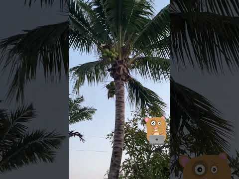 Climb Coconut Palm Tree #coconuttree