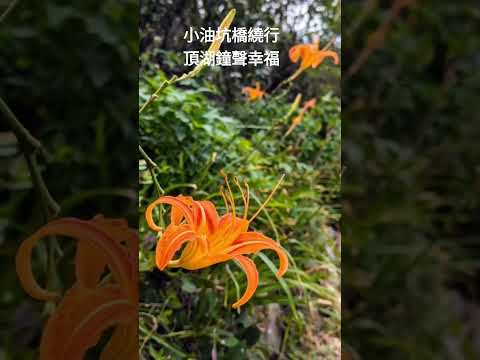 小油坑橋繞行頂湖鐘聲幸福