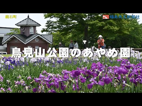 鳥見山公園のあやめ園