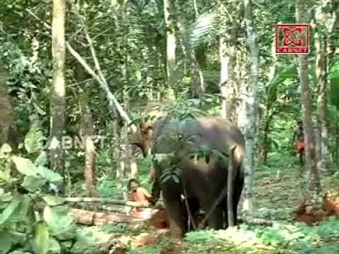 Elephant Amok Kerala dart by Dr Sabu C Isaac