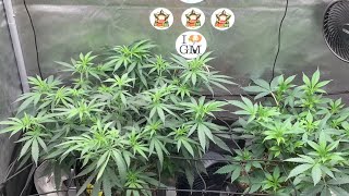 AC INFINITY SELF WATERING POTS 10 WEEK REVIEW WEEK 1 OF FLOWER plus explaining the 2gal small plant