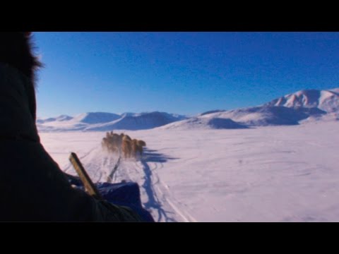 Preparation of the dogsleds  - Akshayuk Pass 2008 expedition