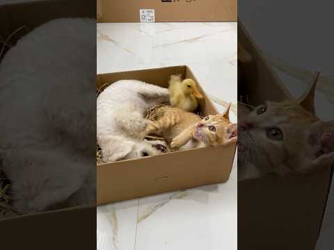 Dog, cat, duck are playing