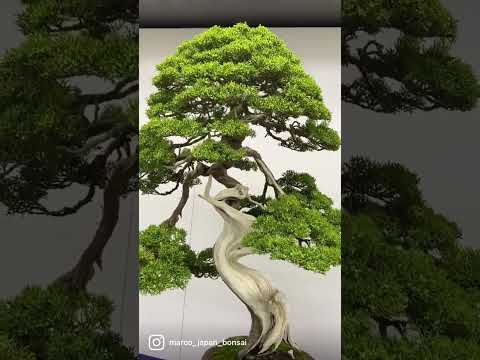 The 2nd Suiryoku-ten. #bonsai #bonsaijapan #bonsaiexhibition #bonsaijapanese.