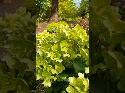 Hellebores #flowers #edinburgh #nature #naturelovers #music #springseason #travel #trending #relax