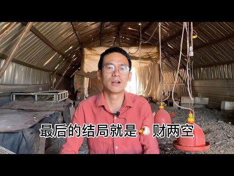 新手入门养鸡最容易被骗的套路，看看回收养鸡怎么让你鸡财两空