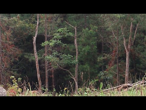 🔴 Blendos misteri sedang live || GUNUNG SENGKALA MENCEKAM