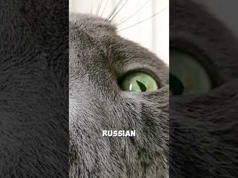 The Vocal Russian Blue May NOT Be Best For You