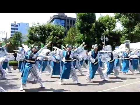 うらじゃ2016 踊り連 “ 俄嘉屋 ” @ 野田屋町公園 演舞場