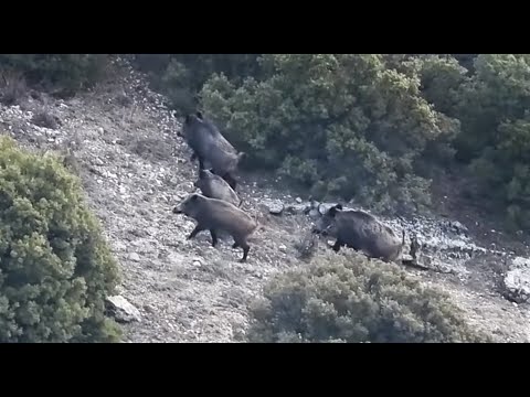 AMAZING WILD BOAR HUNTING VIDEO - MUHTEŞEM DOMUZ AVLARI