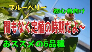 【ブルーベリーおすすめ6品種】間もなく定植の時期になります。初心者でも、育て易くて美味しい実が成る6品種をご紹介します。　#ブルーベリー　#初心者の定植