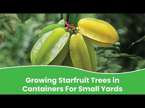 Planting star fruit in container | Know how to grow star fruits in pot