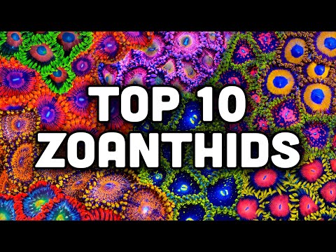 Top 10 Zoanthids from TSA!