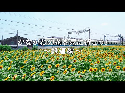 かながわの花を見に行こう！～鉄道編～