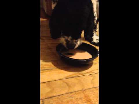 Jojo the Dog Drinks Her Mango Strawberry Smoothie -- March 1, 2015