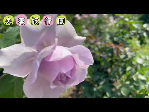 2023年台北玫塊園/rose garden