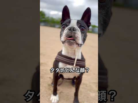 およだツララ💧でましたー！😂#ボストンテリア #bostonterrier #dog #dogshorts #doglife