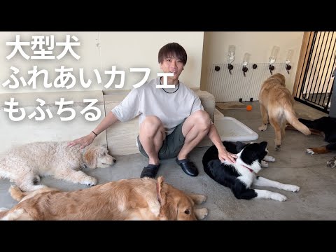 【犬カフェ】話題のサモエドにふれあえる大型犬ふれあいカフェもふちるで遊んできた#岡山 #犬 #犬カフェ #サモエド #遊び #ねこ #猫カフェ #晴レル家