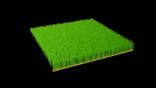 grass