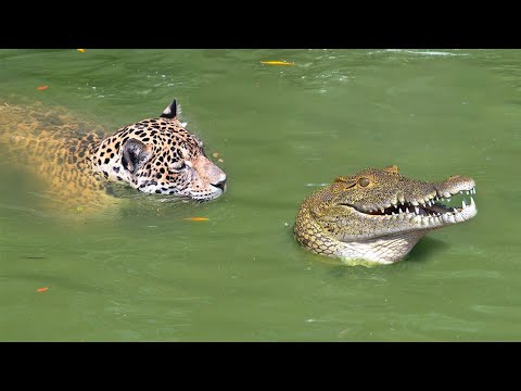 This is Why Jaguars Kill Crocodiles