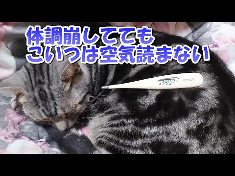 体調崩してしんどいのに猫は空気読まない（アメリカンショートヘア）