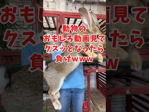 動物の面白動画見てクスッとなったら負けwww　#2ch動物スレ #動物 #ウサギ #shorts #2ch