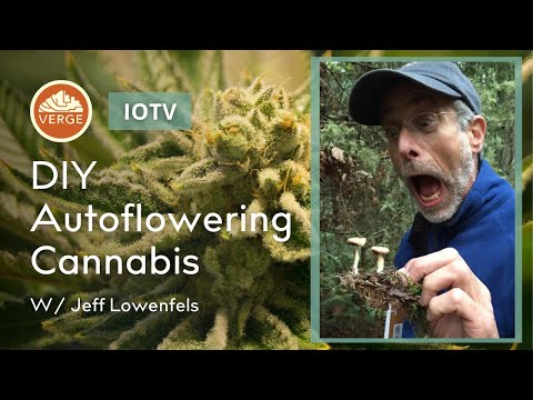 Cannabis, Rhizophagy, and The Soil Food Web | Ideas on the Verge w/ Jeff Lowenfels