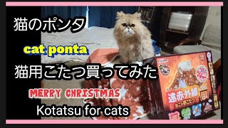 猫のポンタ。猫用こたつ買ってみた。反応はどうかな？Kotatsu for cats。可愛い猫。メリークリスマス。