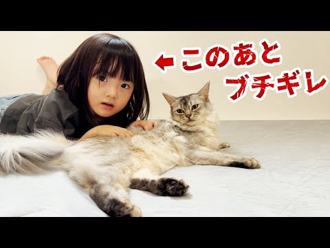 まったりしていたはずの5歳娘がブチギレてたじろぐ猫たち