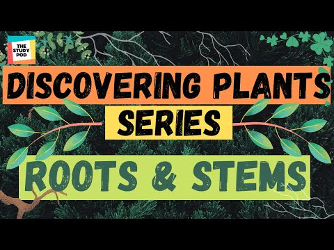 ROOTS & STEMS | DISCOVERING PLANTS SERIES | Part 1 | Science | The Study Pod