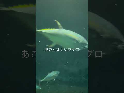 顎えぐいマグロが通ります。