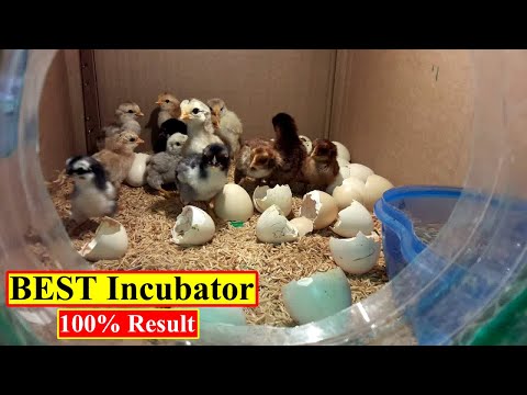 BEST INCUBATOR FOR CHICKEN EGGS WITH 100% EFFICIENCY | DIY | YOU CAN DO THIS