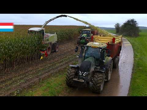 Chopping maize in the mud | Claas Jaguar 870 // Valtra Q305 // 2x John Deere 6R | Luxembourg 2024