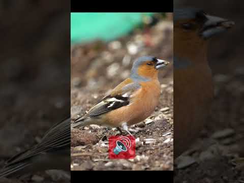 Chaffinch / Cinteză #wildlife #birds