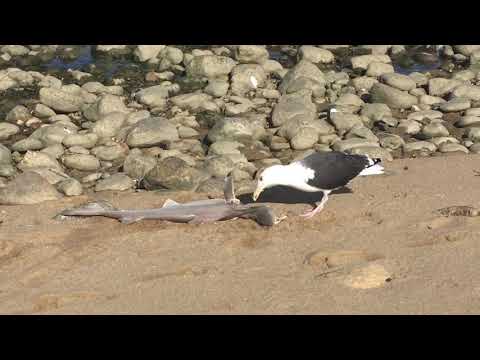 Seagull eating a shark