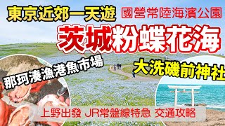 東京近郊｜🌸茨城一天遊 國營常陸海濱公園 粉碟花花海｜那珂湊魚市場🐠🐟 大洗磯上神社 海上鳥居⛩️｜東京自由行 東京旅遊 東京行程 茨城自由行