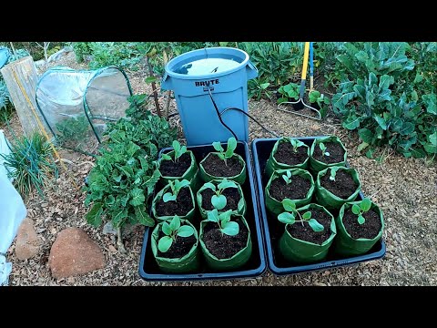 Set It & Forget It! Automatic Self Watering Garden Grow System | Gardening With Plant Abundance