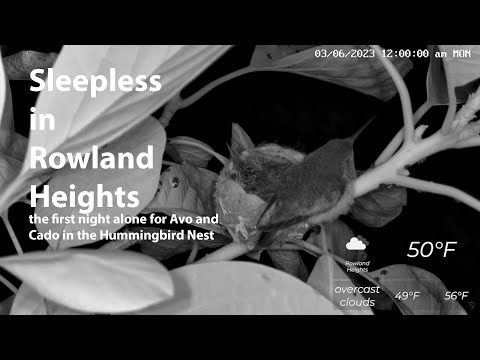 Sleepless in Rowland Heights: the first night alone for Avo and Cado in the Hummingbird Nest