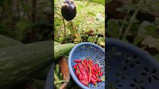 today's harvest #gardening #shorts