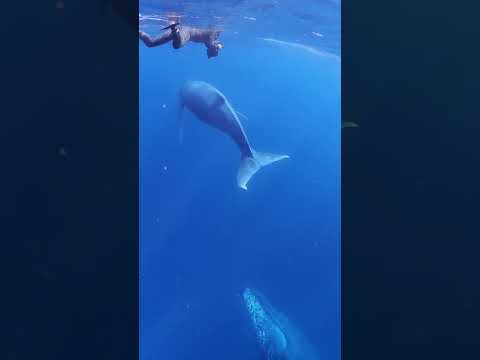 ザトウクジラ@那覇ホエールスイム　ミラーレス一眼撮影