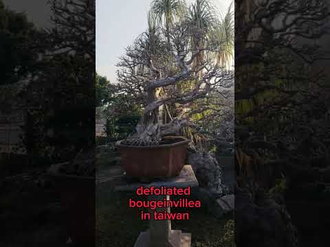 a very old bougeinvillea bonsai in taiwan