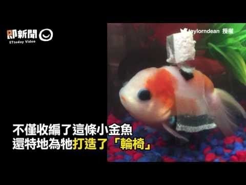 「魚鰾病」小金魚無法保持平衡 主人幫造輪椅讓牠能快樂優游 是滿載愛心的金魚用輪椅！