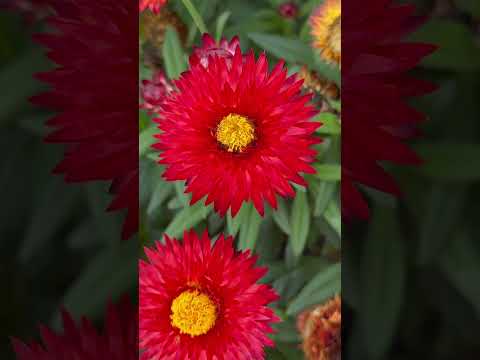 蠟菊花開/Wax chrysanthemum blooms#蜡菊#蠟菊#Chrysanthemum