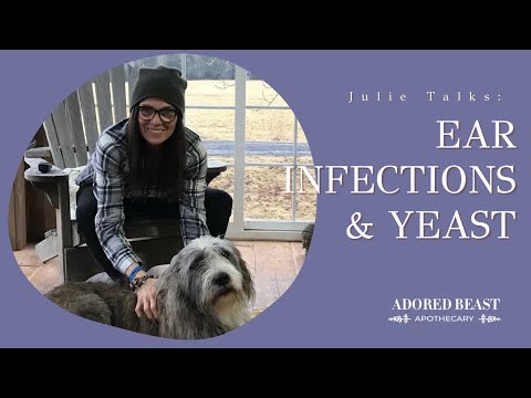 Cat and Dog Ear Infections and Yeast