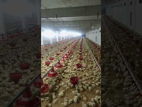 poultry farm #broiler_poultry_farm  #henfarminginpakistan #birdslover  #farming