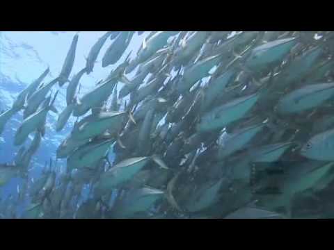 Pelagic Productions - Jackfish, Sealion & Diver - Sea of Cortez, Mexico