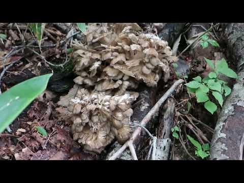 舞茸狩り　R4t茶舞茸np　飛騨季節料理　肴