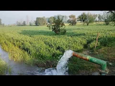 paani wala engine | water pump sinchai in wheat field#incredibleindia #farmers #villagelife #indian