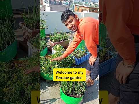 welcome to my terrace garden #gardening #terracegarden #organicvegtables