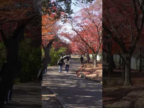 nara in japan　 #japanwalker #Japan #nara